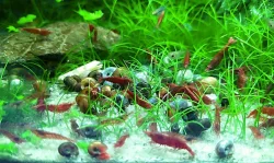 Krevetky: Neocaridina davidi - Red cherry