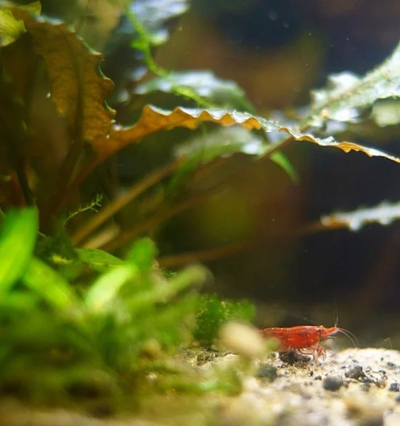 Krevetky: Neocaridina davidi - Red cherry