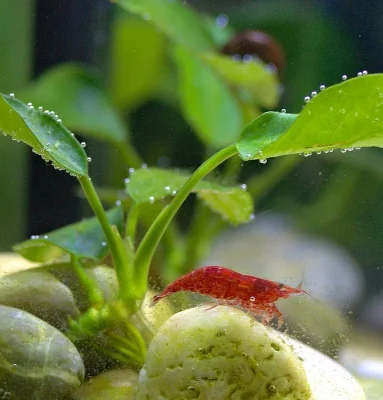 Krevetky: Neocaridina davidi - Red cherry
