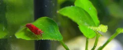 Krevetky: Neocaridina davidi - Red cherry