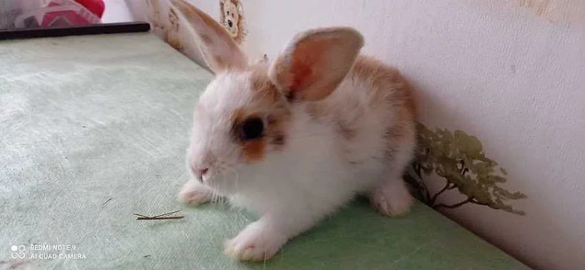 Zakrslý beránek