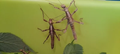 Strašilky Sungaia inexpectata