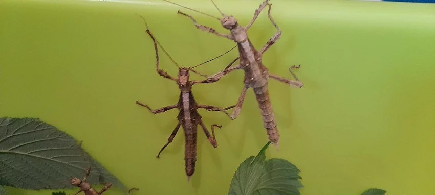 Strašilky Sungaia inexpectata