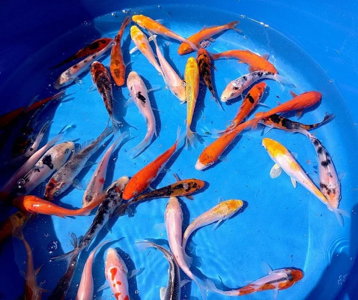 Koi kapr - okrasné ryby