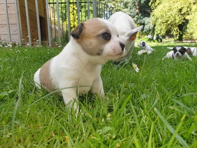 Čivava krátkosrstá štěňátka