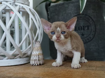 Devon rex kocourek s PP