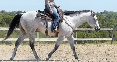 2015 šedá QH 15 hds Valach.