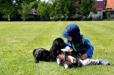 Cane Corso štěňátka s PP - nízká cena