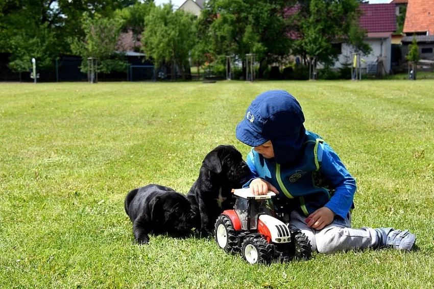 Cane Corso štěňátka s PP - nízká cena