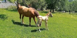 Quarter horse hříbě - kobylka