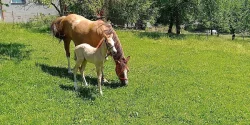Quarter horse hříbě - kobylka