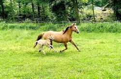 Quarter horse hříbě - kobylka