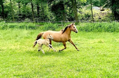 Quarter horse hříbě - kobylka
