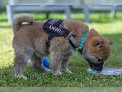 Shiba Inu - štěně