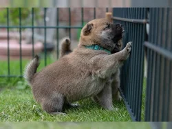 Shiba Inu - štěně