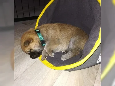 Shiba Inu - štěně