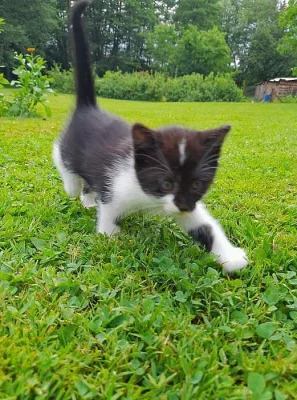 Nabízím koťátko - kočička