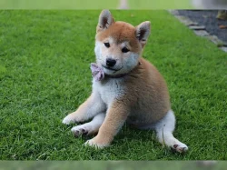 Shiba inu s PP holčička