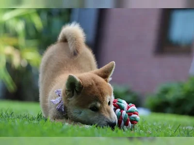 Shiba inu s PP holčička