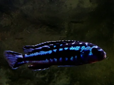 Odchovy tlamovci Malawi