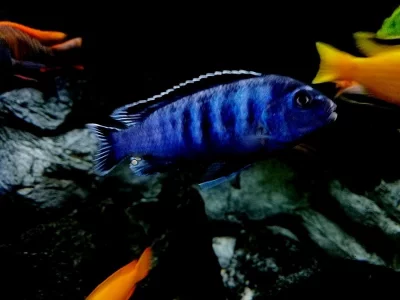 Odchovy tlamovci Malawi