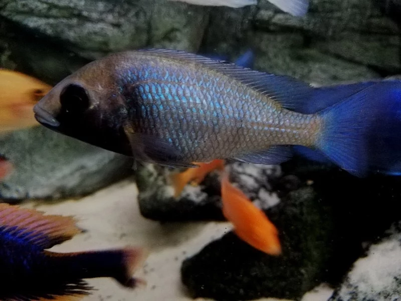 Odchovy tlamovci Malawi