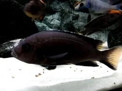 Odchovy tlamovci Malawi