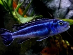 Odchovy tlamovci Malawi