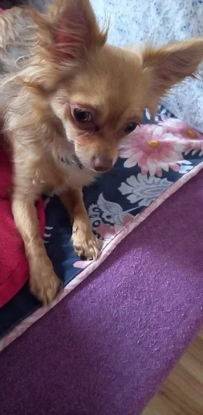 Ztracený pes (čivava)