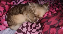 Ztracený pes (čivava)