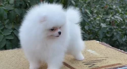 Německý špic, Pomeranian malý bílý