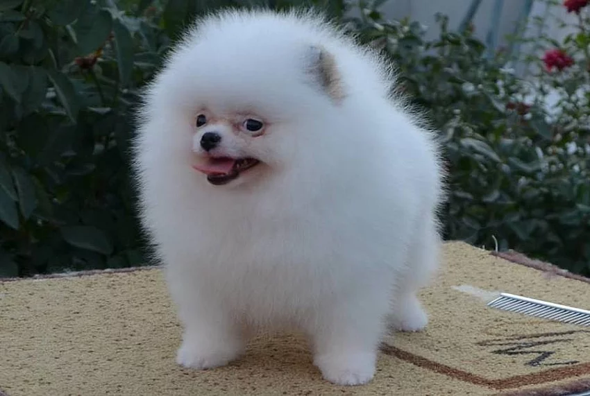 Německý špic, Pomeranian malý bílý