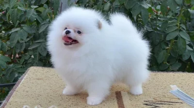 Německý špic, Pomeranian malý bílý