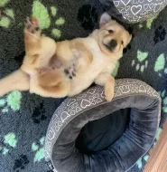 Hovawart - skvělý kamarád, dobrý hlídač