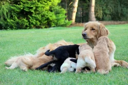 Hovawart - skvělý kamarád, dobrý hlídač