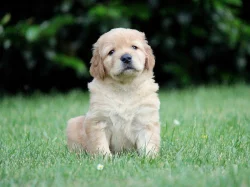 Hovawart - skvělý kamarád, dobrý hlídač