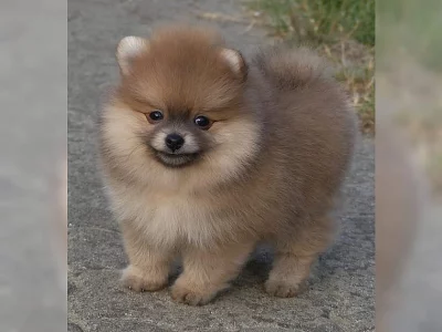 Pomeranian, Německý špic trpasličí.