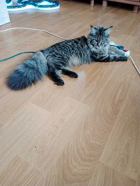 Mainska myvali kocka