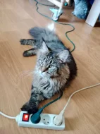 Mainska myvali kocka