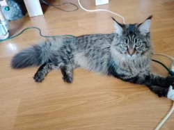 Mainska myvali kocka