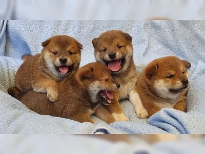 Shiba inu štěňata s pp