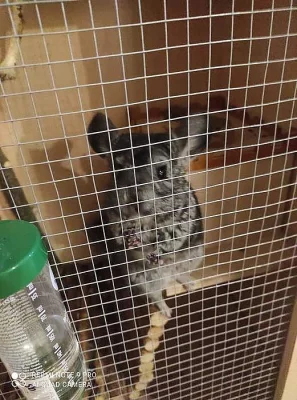 Prodám skříňo-klec a k ní daruji činčilku