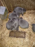 Francouzský beran (FB)