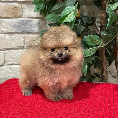 Pomeranian Spitz Štěňata k dispozici
