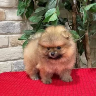 Pomeranian Spitz Štěňata k dispozici