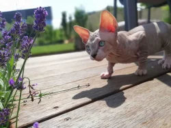 Kotě - poslední kočička SPHYNX