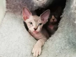 Kotě - poslední kočička SPHYNX