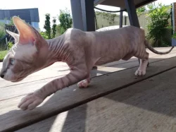 Kotě - poslední kočička SPHYNX