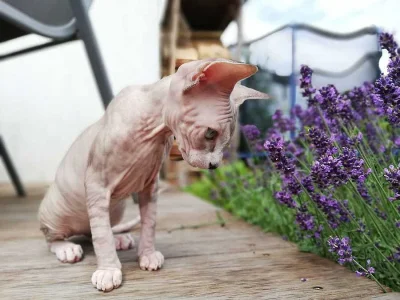 Kotě - poslední kočička SPHYNX