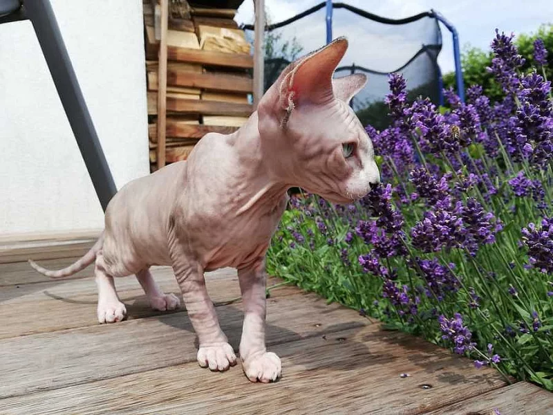 Kotě - poslední kočička SPHYNX